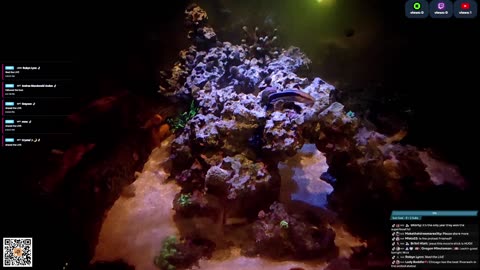 24/7 Real Live Reef Stream