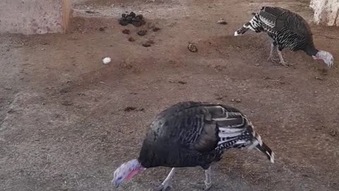 turkey