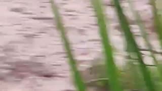 Impactante video: joven cae al vacío mientras grababa una creciente