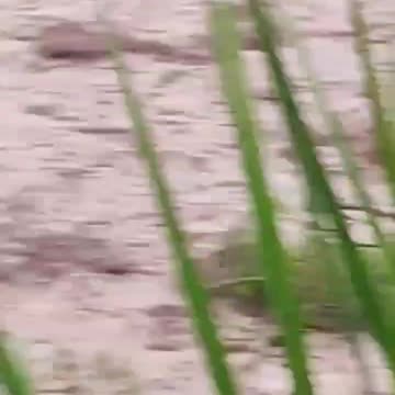 Impactante video: joven cae al vacío mientras grababa una creciente