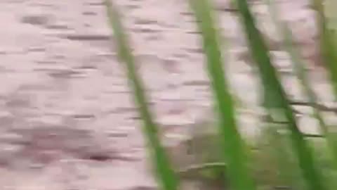 Impactante video: joven cae al vacío mientras grababa una creciente
