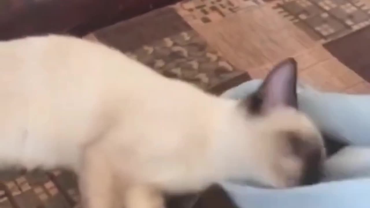 Funny Cats & Kittens | Adorable Moments to Brighten Your Day π»β¨