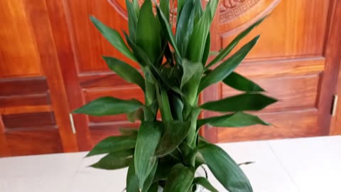 How to Grow Dracaena Deremensis Plants from Cuttings Using Water is Simple, Easy to Do
