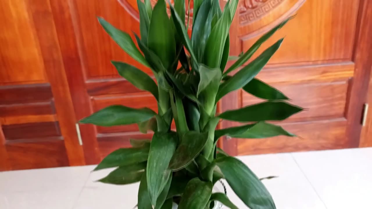 How to Grow Dracaena Deremensis Plants from Cuttings Using Water is Simple, Easy to Do