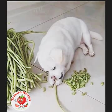 Latest dog cutter in market