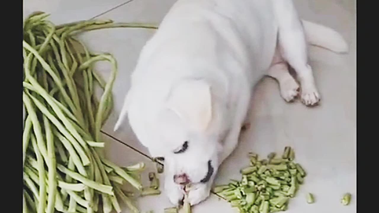 Latest dog cutter in market