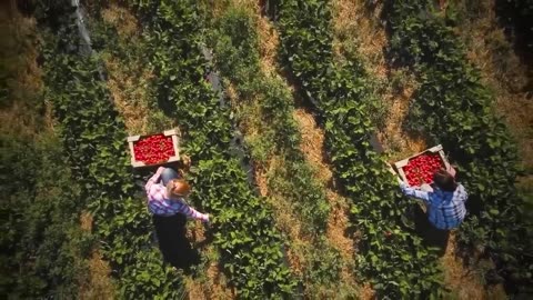 Breaking 94% us farmer exports collapse