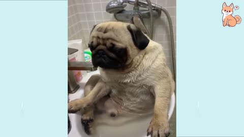 funny animals