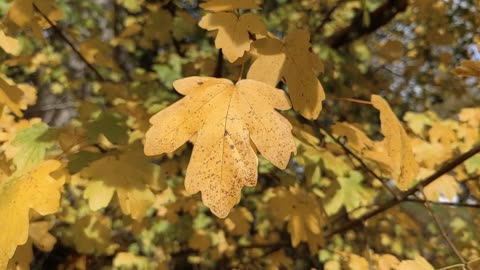 Fall from Pixabay