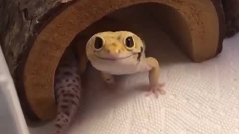 Look at this smile 🦎🥹