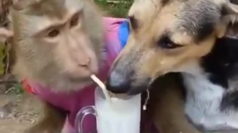 Two friends are drinking milk together🥛