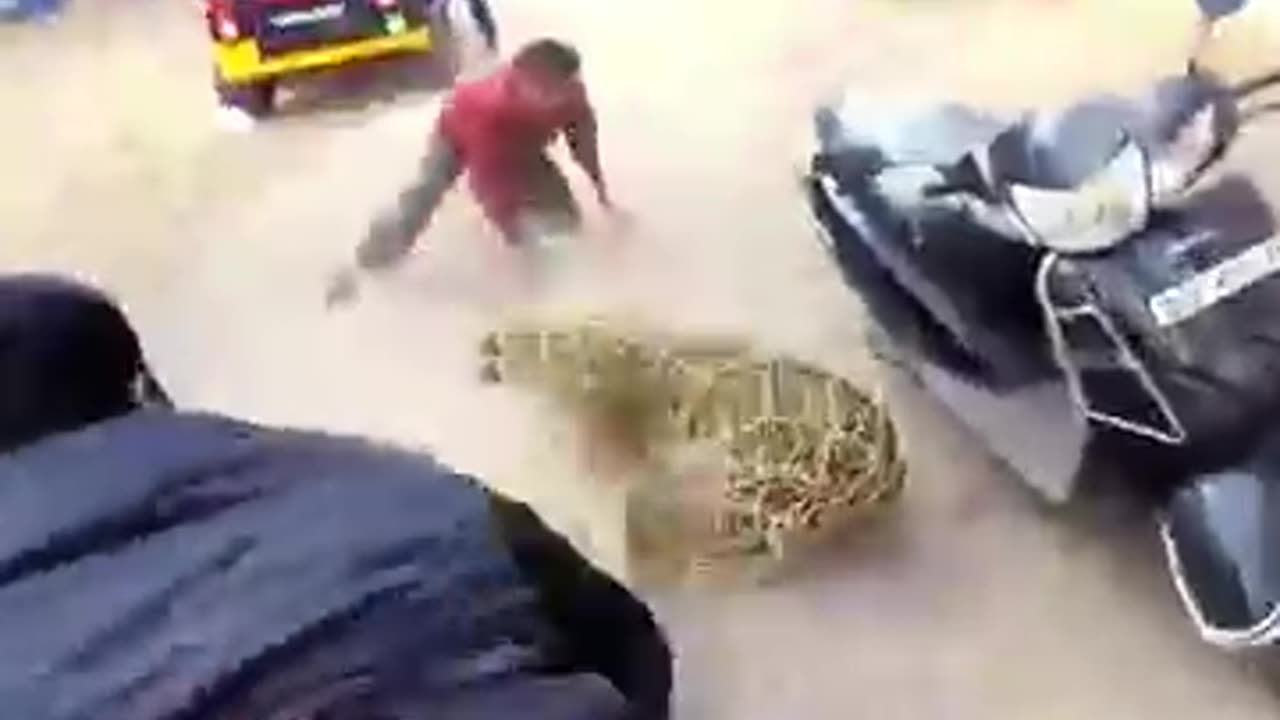 Must Watch: Unbelievable! Leopard Rescue In India