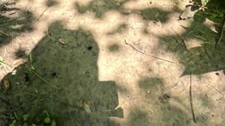The Year of Cicadas