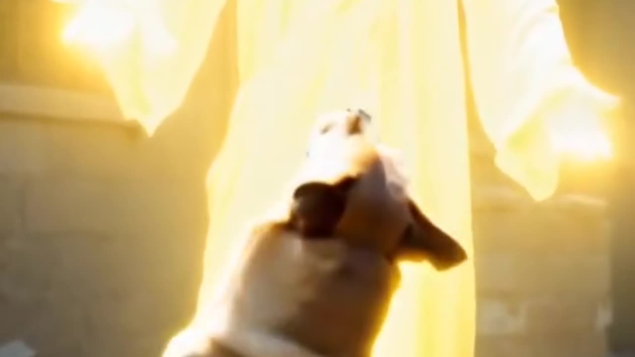 An Amazing Special Effects of a Dog Hugging Christ #christ #dog #huggs