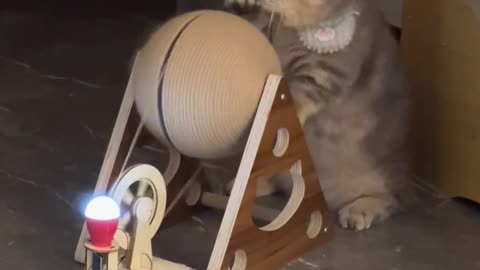 The cat's efforts