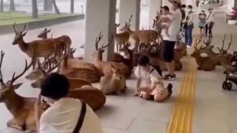 During a rainstorm in japan, wild animals will take shelter with humans