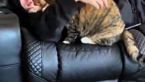 😂🛏 When Your Hooman is a Comfy Bed... | FunFM