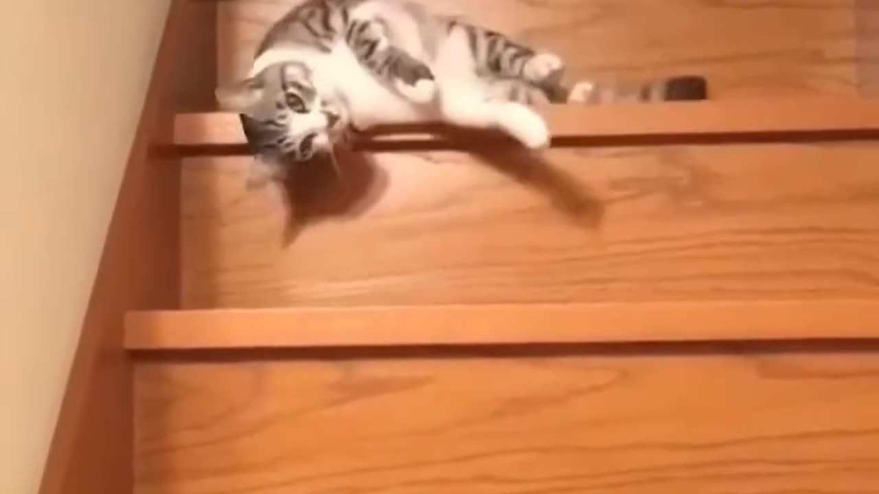 Cat vs. Stairs – Gravity Wins!😳😂