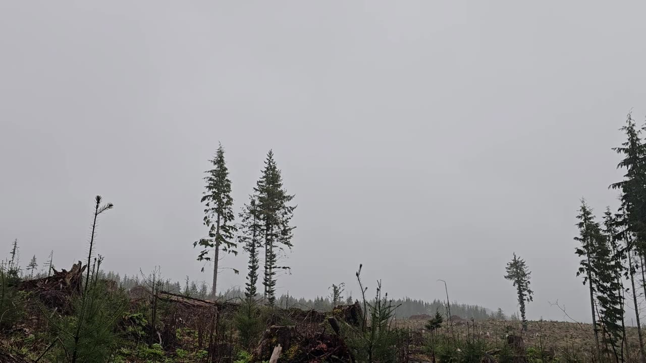 Spring Tstorm.
