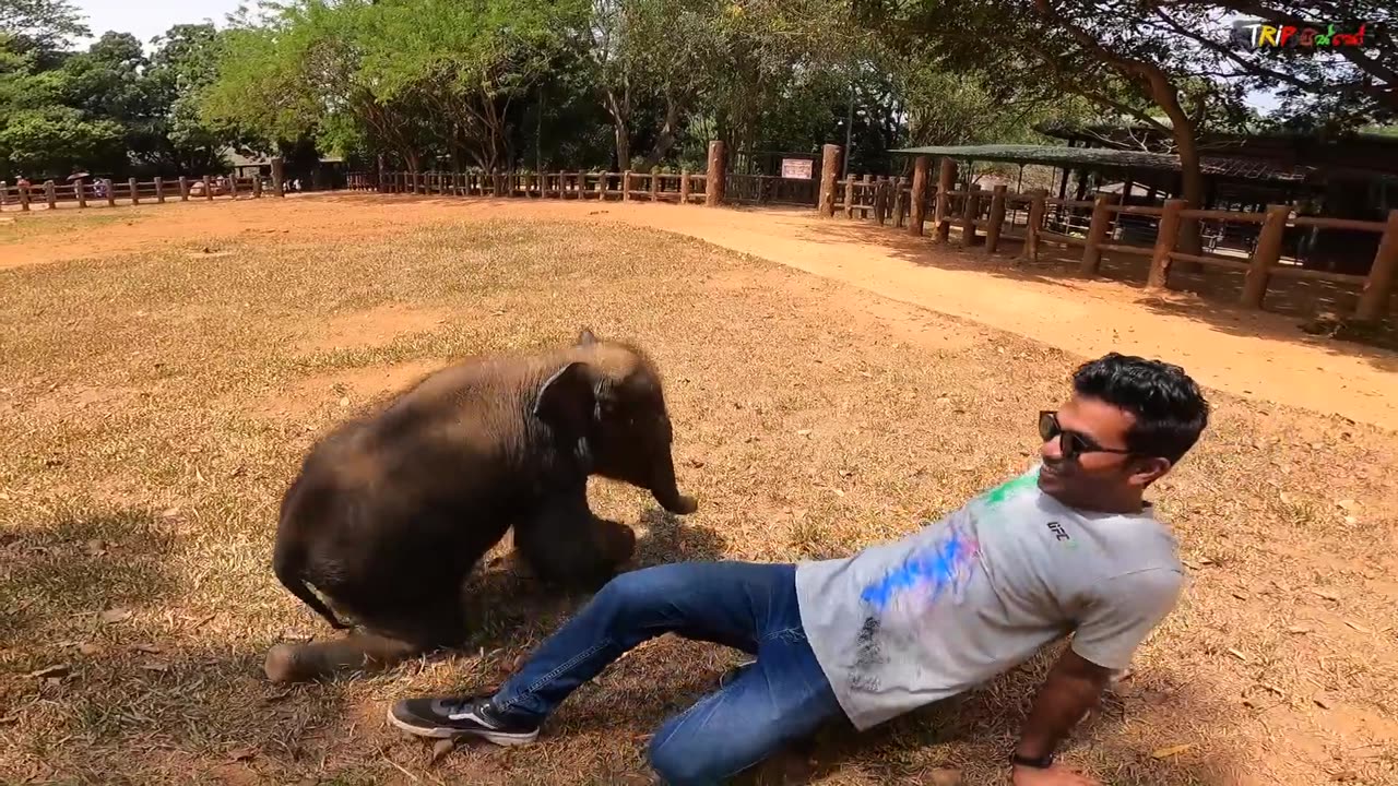 WILD LIFE