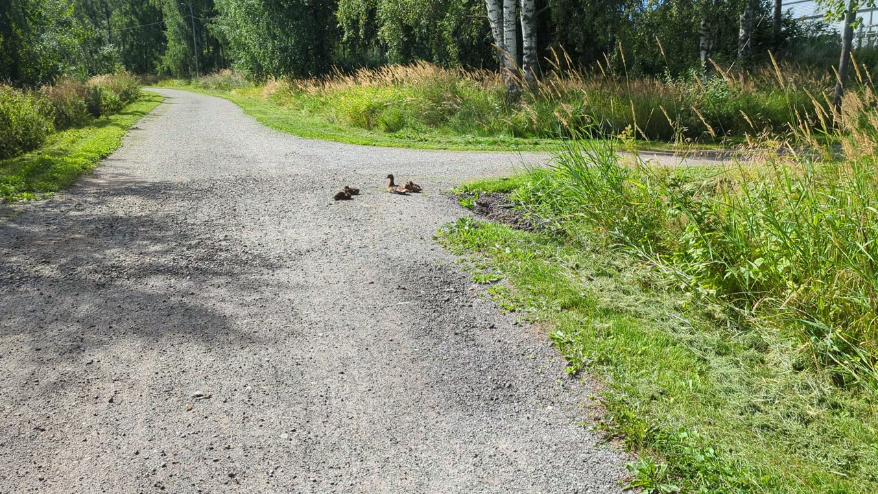 Mom and Her Cute little Babies