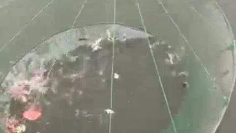 Fishing net | Using watermelon as bait to catch fish. | Outdoor fishing #fishing
