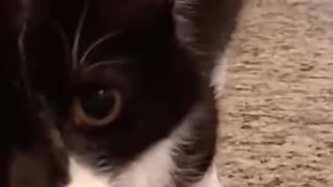 😂🦇 This Batcat is the Most Epic Transformation Ever! | FunFM