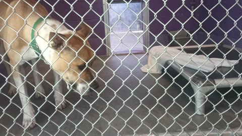 Yogi Bear Pet Id 940279 kennel 27 HSSAZ shelter ~funny round new folk, but heavenly 4 me2025071159