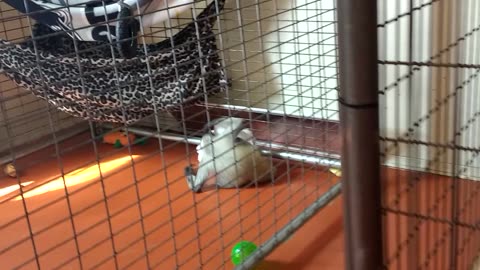 Minnie likes her toy ape