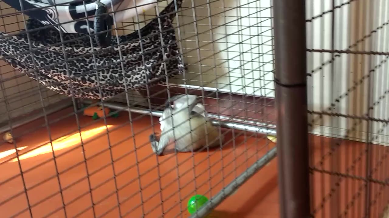 Minnie likes her toy ape