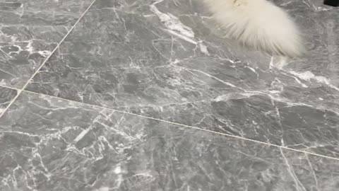 Cat animal cute