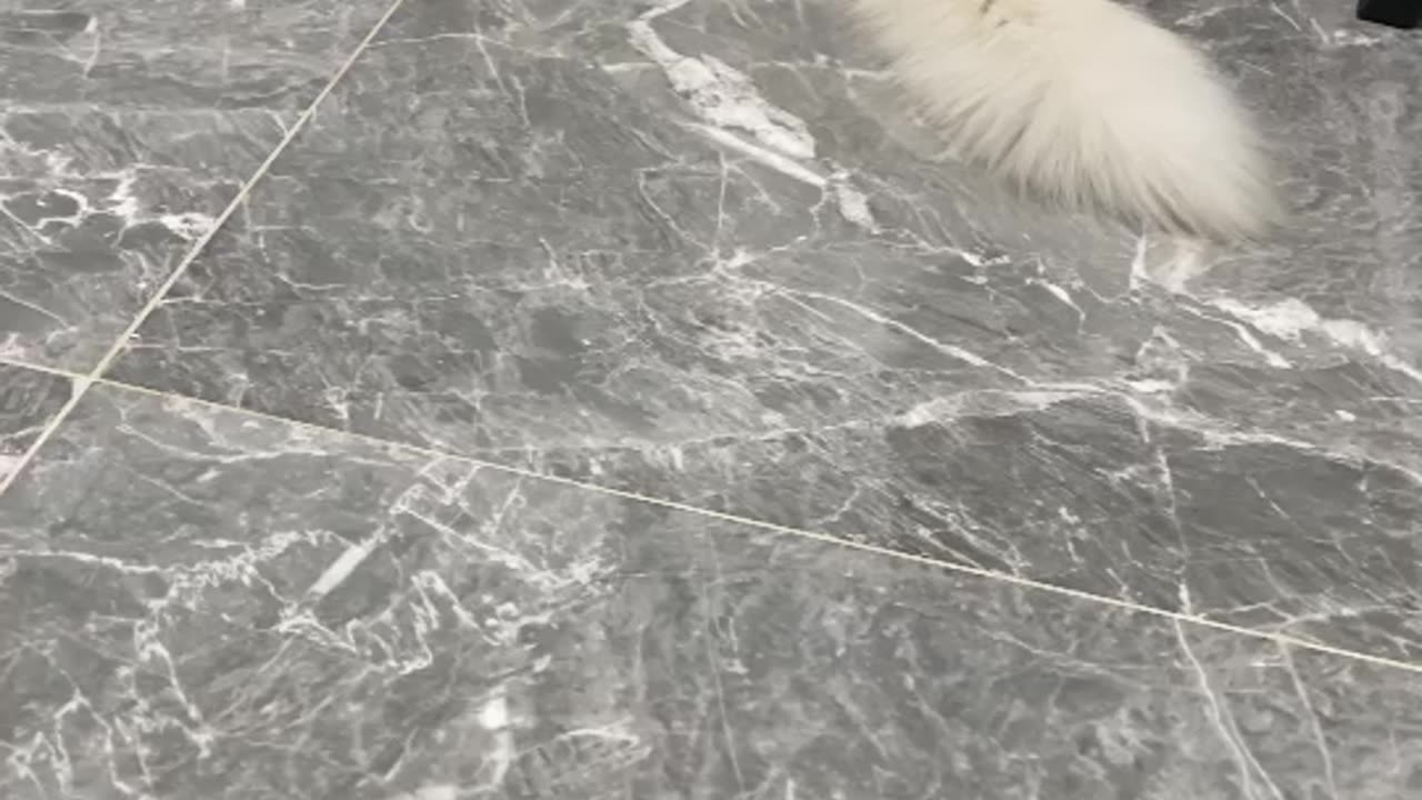 Cat animal cute