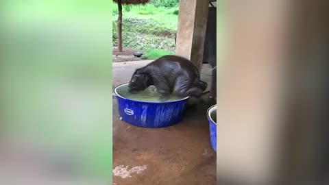 When Animals Act Like Humans… and Win the Internet