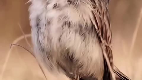 Viral