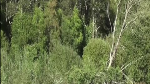cow