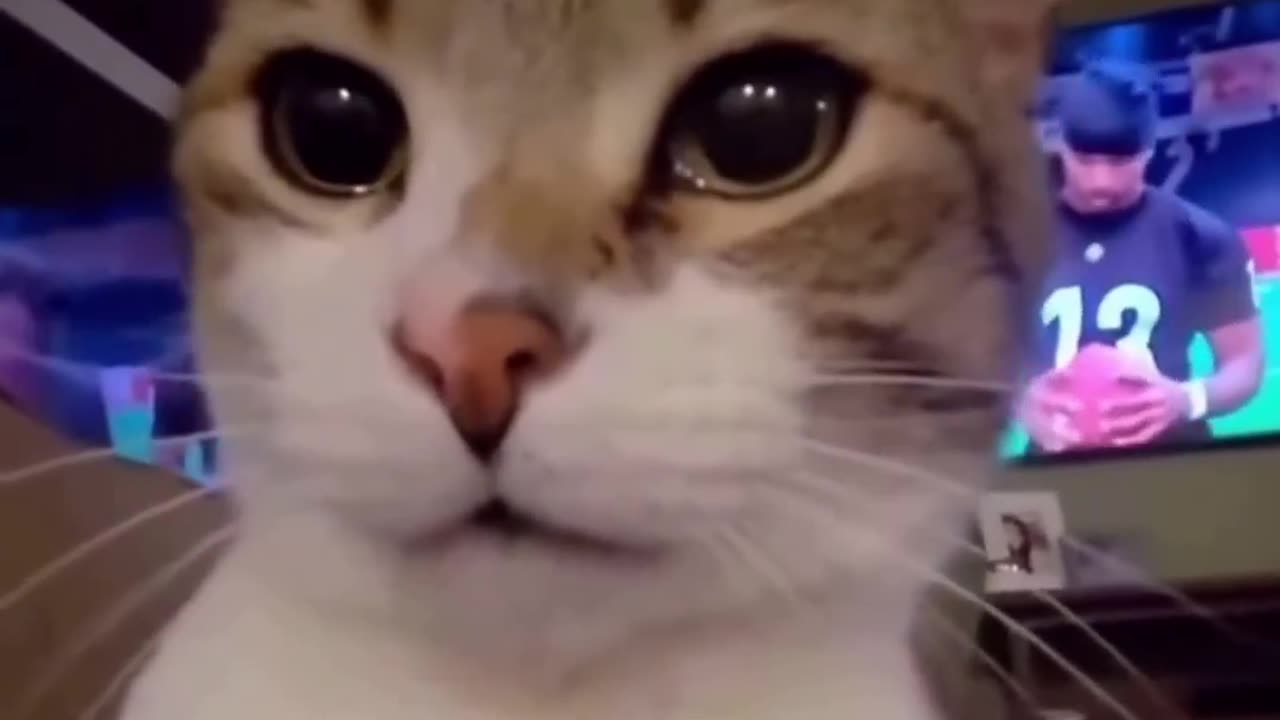 They Said You're Fat