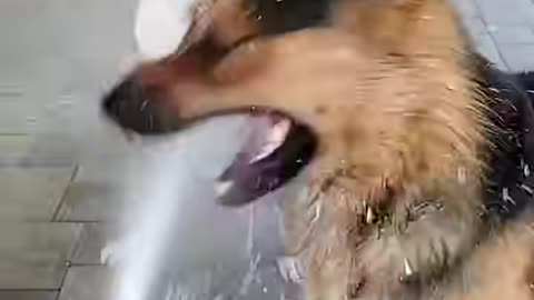 Funny dogs 🤣