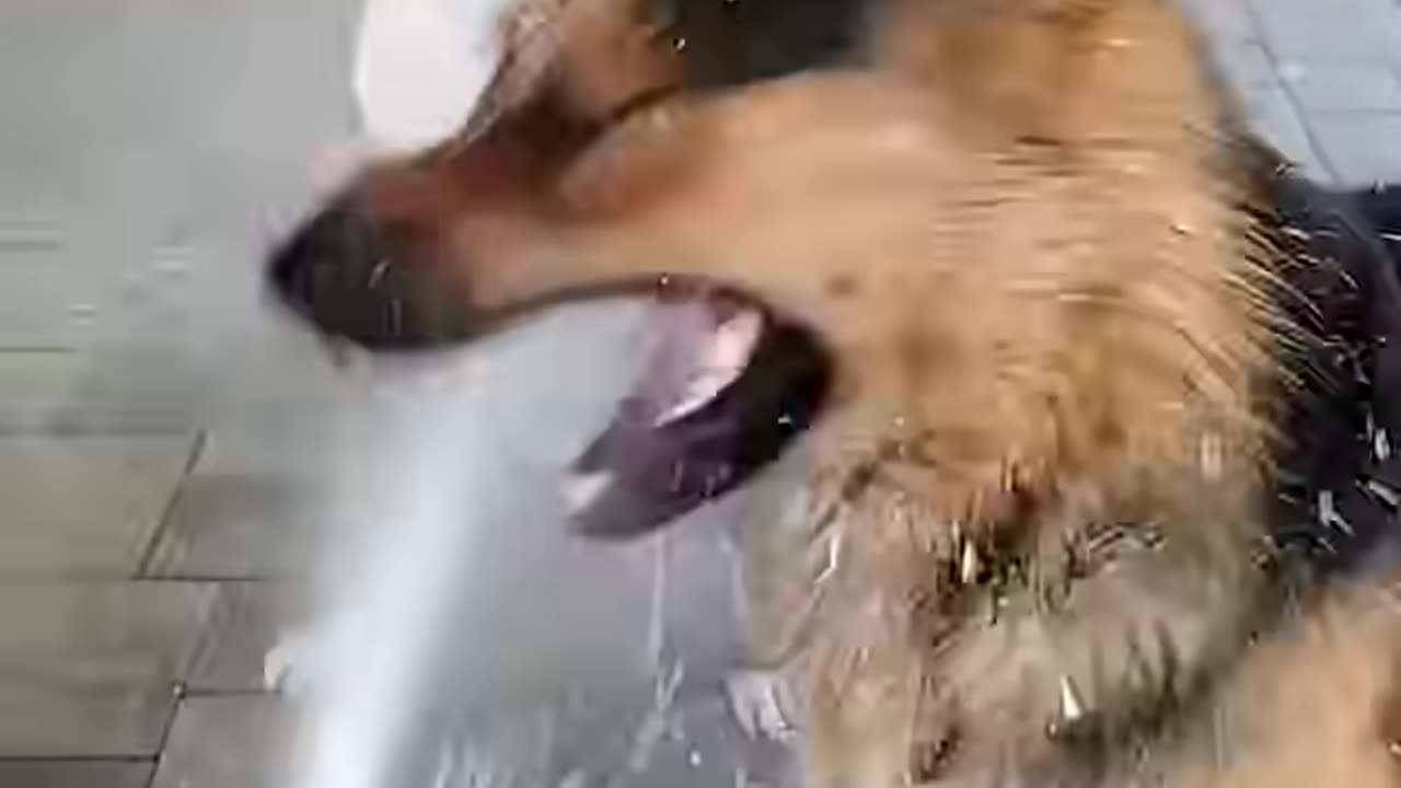 Funny dogs 🤣