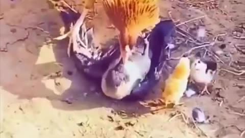 The mother hero