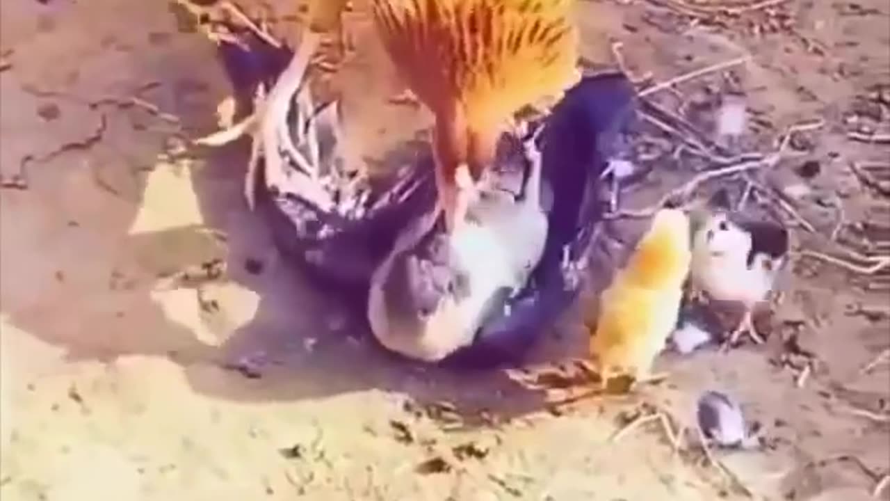 The mother hero