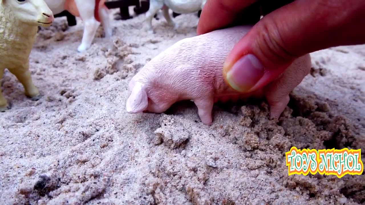 Pig and Sheep were in One Large Pen on the Ground