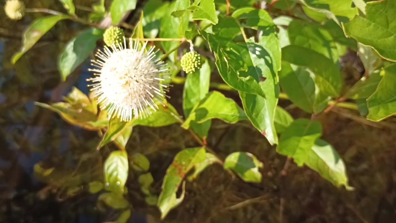 Sugar Shack Buttonbush