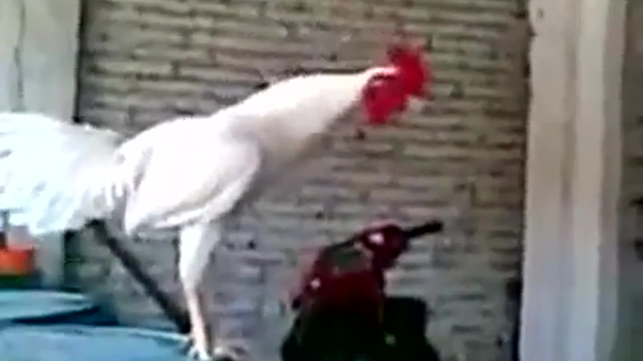 PRAISE: IMPORTANT BUT NOT ALWAYS EASY - DAILY DEVOTIONAL ❤️