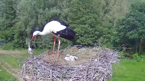 ‼️ WARNING: DRASTIC ‼️ Stork KILLED its chick 🐥😱😱😱😭
