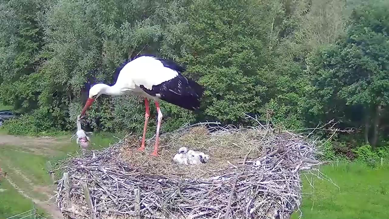 ‼️ WARNING: DRASTIC ‼️ Stork KILLED its chick 🐥😱😱😱😭