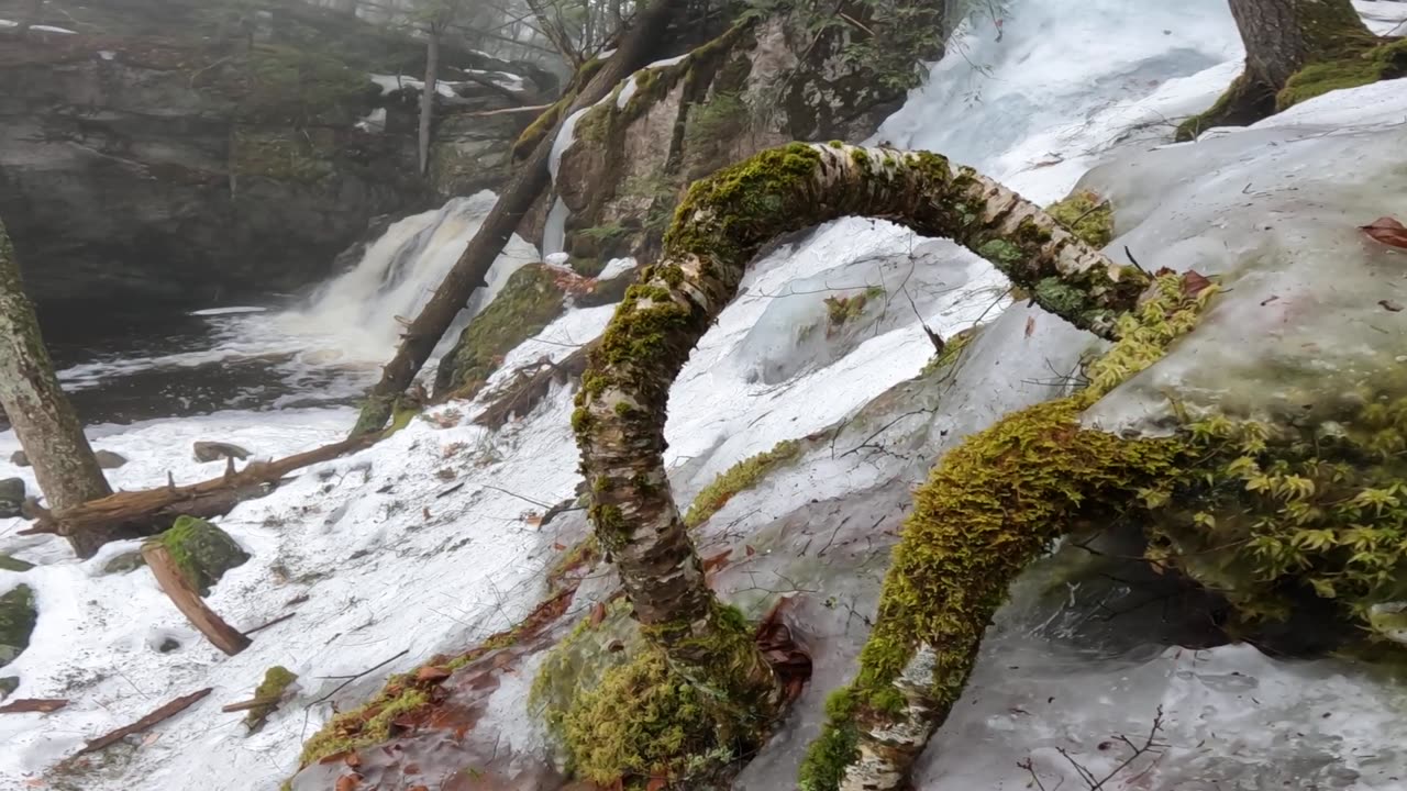 Rad Root