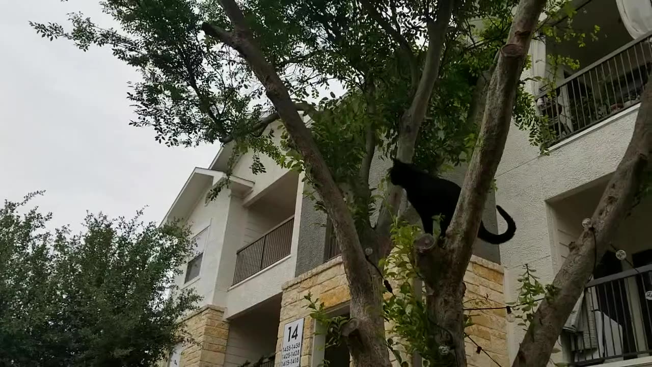 20250415 074024 Tux Windy Tree Climb