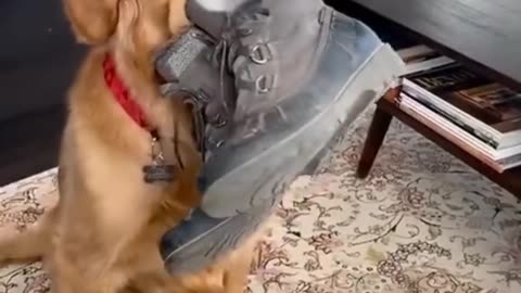 The dog's postures are more funny than one