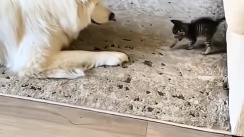 Dog Meets Kitty