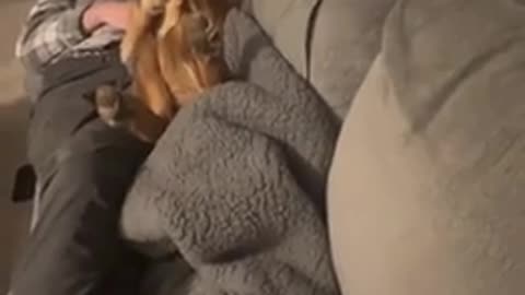 😂🛏️ Stuck in the Bed! Epic Animal Fail | FunFM
